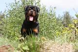 ROTTWEILER 203